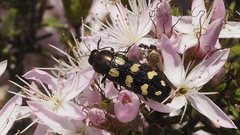 Castiarina decemmaculata