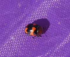 Ditropidus pulchellus