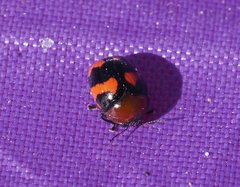 Ditropidus pulchellus