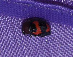 Ditropidus pulchellus