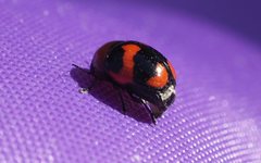 Ditropidus pulchellus