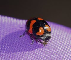 Ditropidus pulchellus