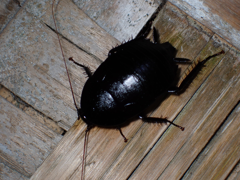 black cockroach