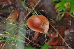Lactarius eucalypti