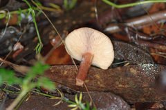 Lactarius eucalypti