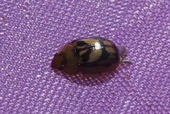 Peltoschema hamadryas