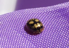 Peltoschema hamadryas