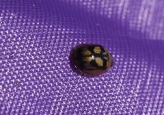 Peltoschema hamadryas