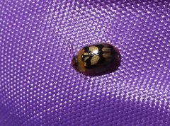 Peltoschema hamadryas