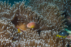 Pacific Anemonefish photo 2
