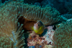 Pacific Anemonefish photo 5