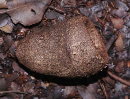 Lecythis chartacea