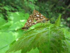 Carterocephalus mandan