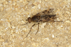 Thereva spiloptera