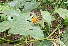 Hypothyris ninonia daeta