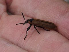 Rhinotia haemoptera