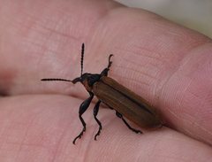 Rhinotia haemoptera