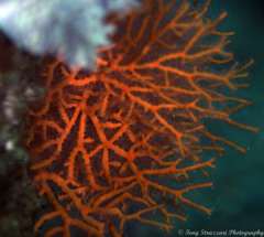 Melithaea