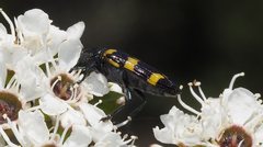 Castiarina rectifasciata