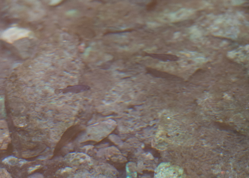Cyprinodon diabolis