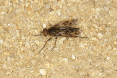 Thereva spiloptera