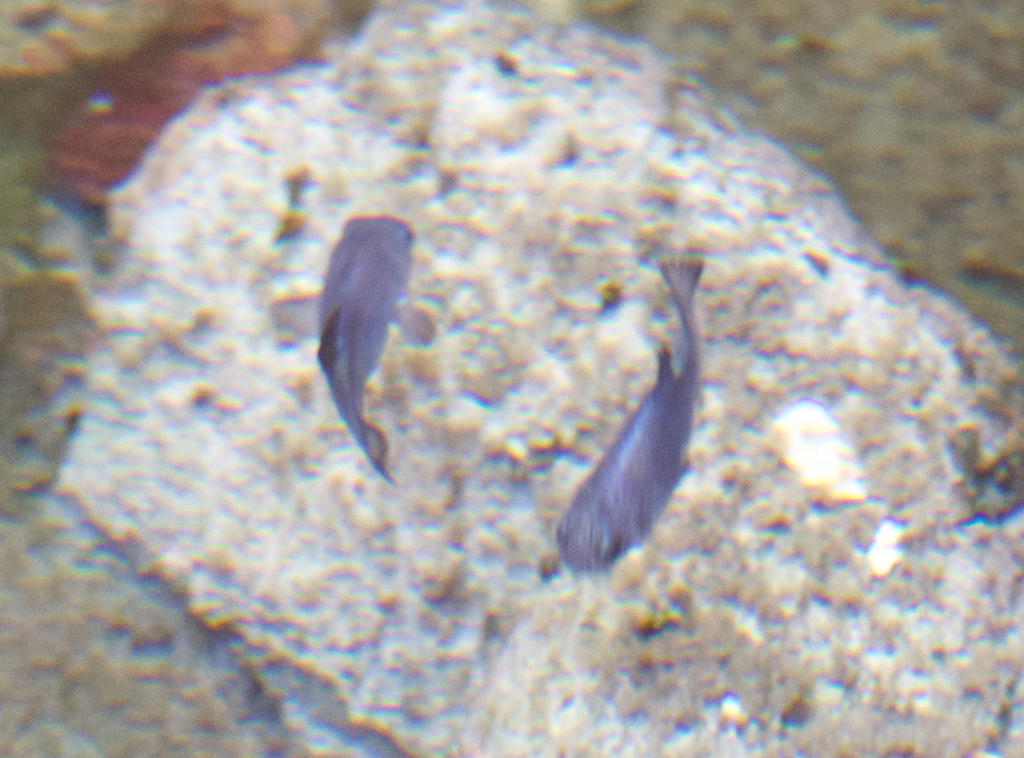 Devils Hole pupfish (Cyprinodon diabolis) — Cyprinodontidae