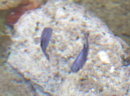Devils Hole pupfish (Cyprinodon diabolis) — Cyprinodontidae