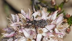 Trachylestes turneri