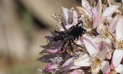 Trachylestes turneri