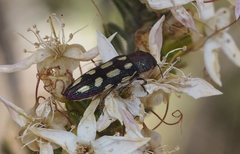 Castiarina parallela