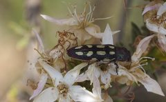 Castiarina parallela