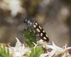 Castiarina parallela