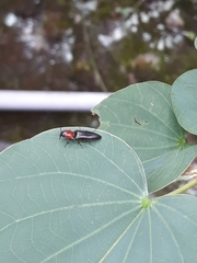 Ludioschema obscuripes