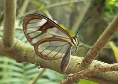 Ithomia agnosia zikani