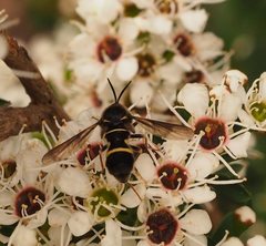 Leucopsina odyneroides