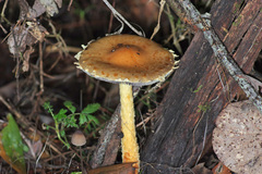 Stropharia formosa