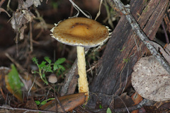 Stropharia formosa