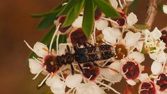 Scrobiger splendidus