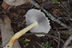 Stropharia formosa