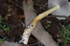 Stropharia formosa