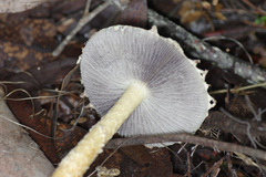 Stropharia formosa