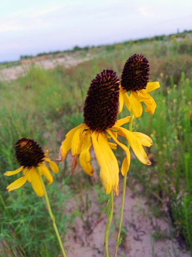 Image of Rudbeckia texana by (c) José Gerardo Velasco, some rights reserved (CC BY-SA)