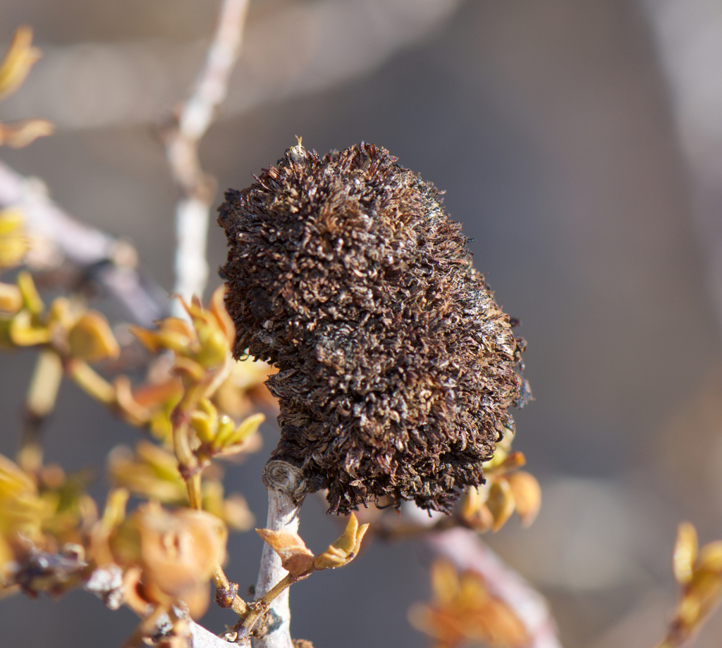 Creosote Pom-Pom Gall Midge