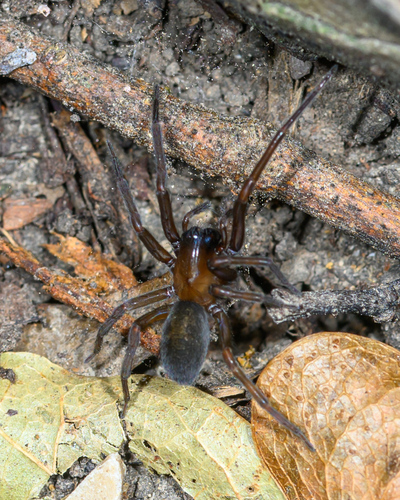 South American Toothed Hacklemesh Weaver