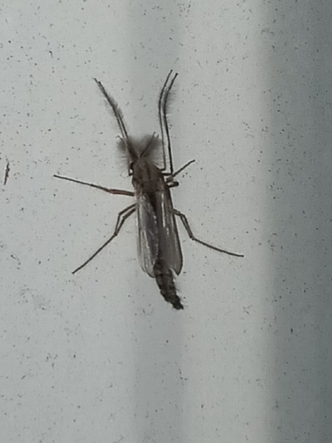 Glyptotendipes barbipes