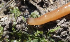 Argonemertes australiensis