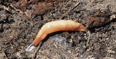 Argonemertes australiensis