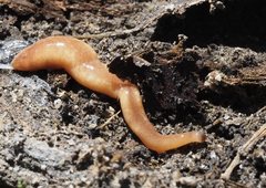 Argonemertes australiensis