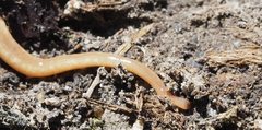Argonemertes australiensis