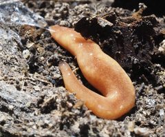 Argonemertes australiensis